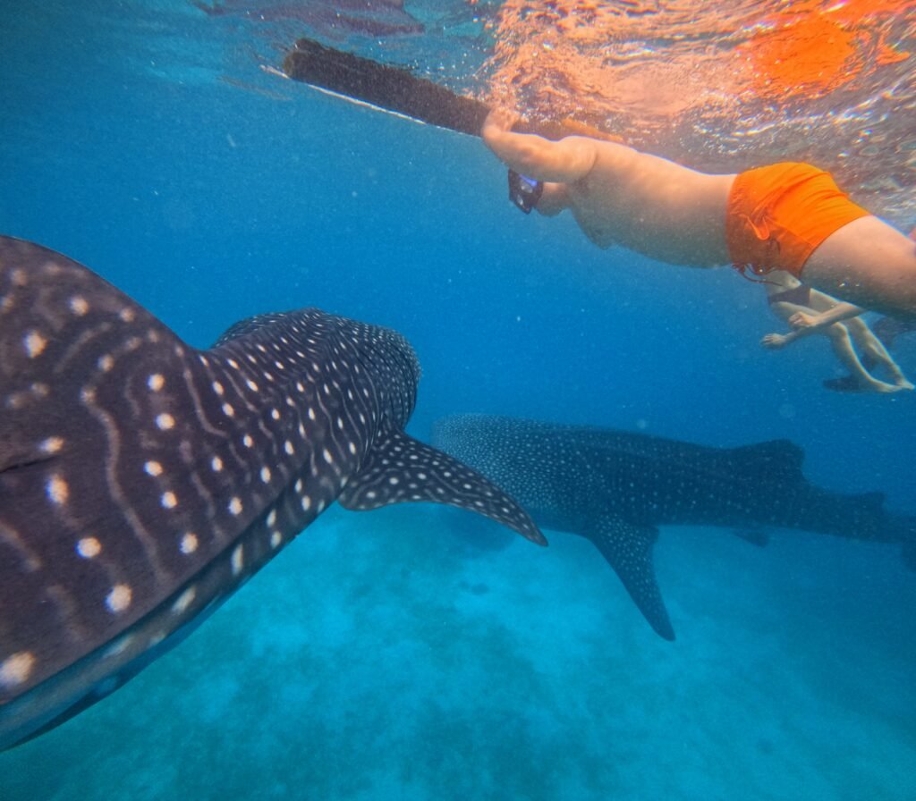 A72D5545-9257-48AD-BF85-82F51E2CECEF (1)